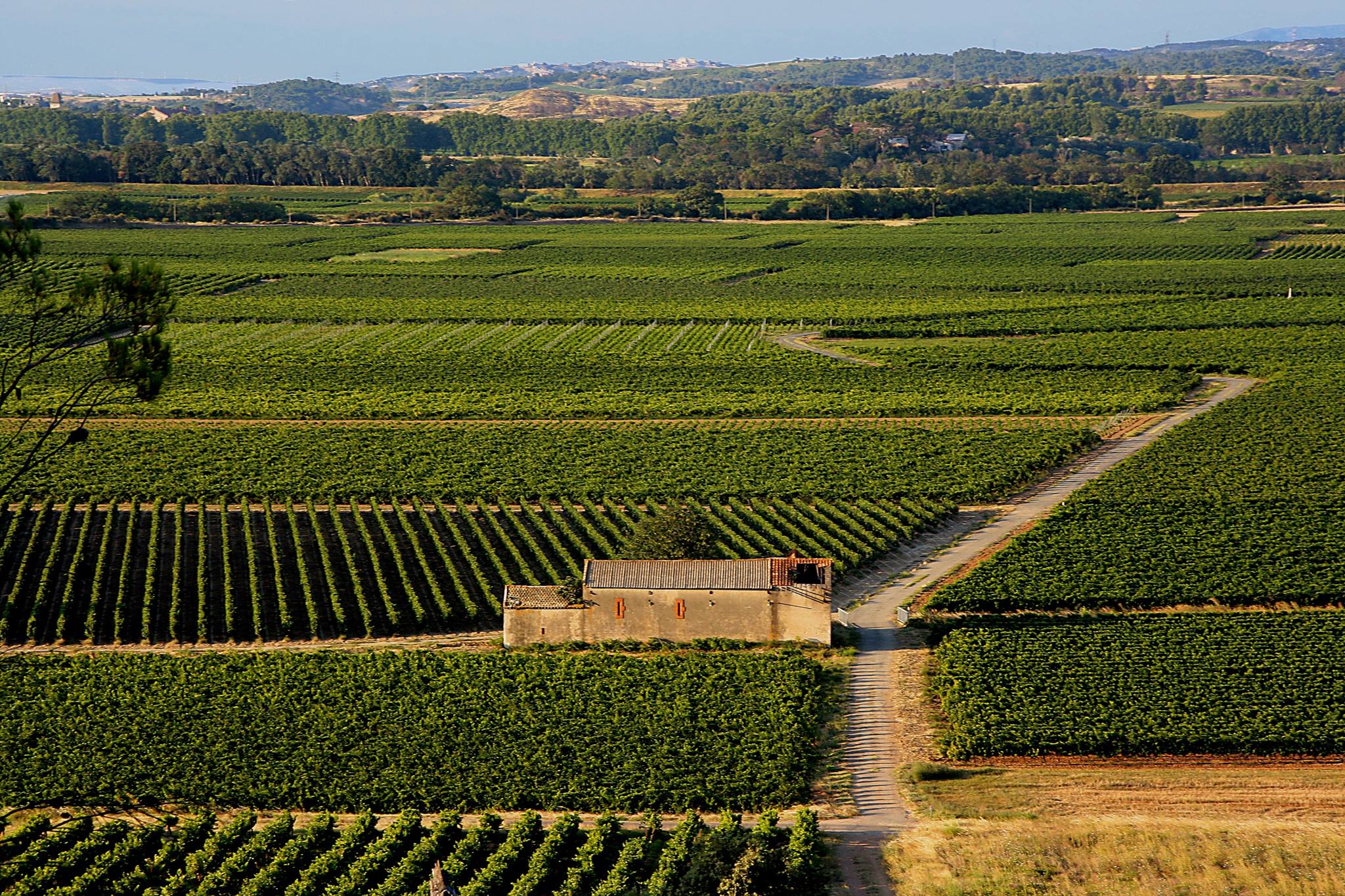 header_vineyards